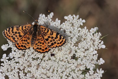 BUITEN BEELD Foto: 68126