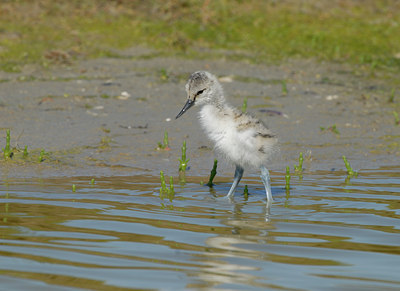 BUITEN BEELD Foto: 68137