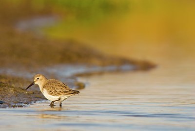 BUITEN BEELD Foto: 68185