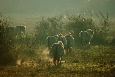 BUITEN BEELD Foto: 68199