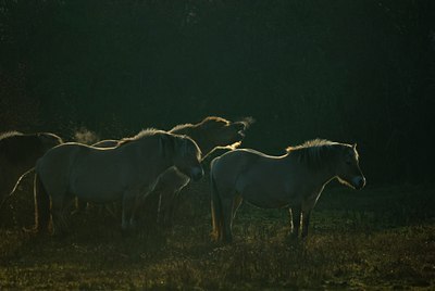 BUITEN BEELD Foto: 68200