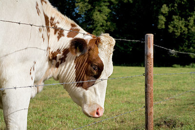 BUITEN BEELD Foto: 68206