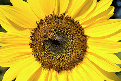 BUITEN BEELD Foto: 68213