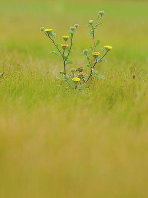 BUITEN BEELD Foto: 68216