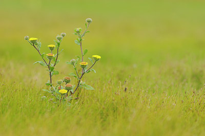 BUITEN BEELD Foto: 68217