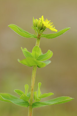 BUITEN BEELD Foto: 68221
