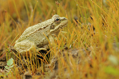BUITEN BEELD Foto: 68226