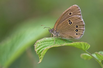 BUITEN BEELD Foto: 68243