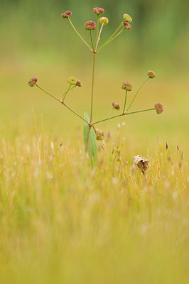 BUITEN BEELD Foto: 68318