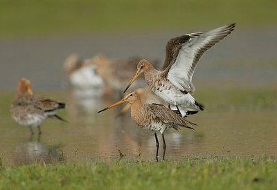 BUITEN BEELD Foto: 68323