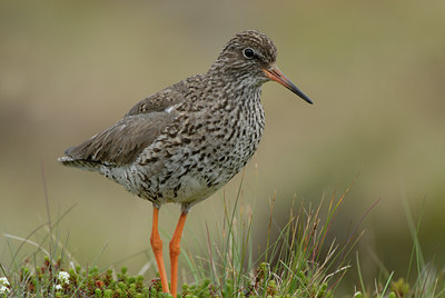 BUITEN BEELD Foto: 68332