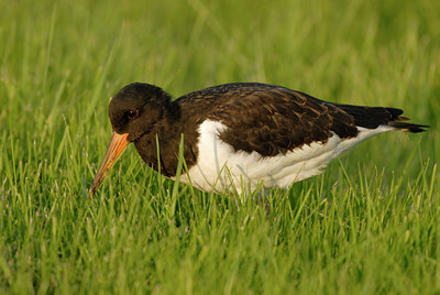 BUITEN BEELD Foto: 68340