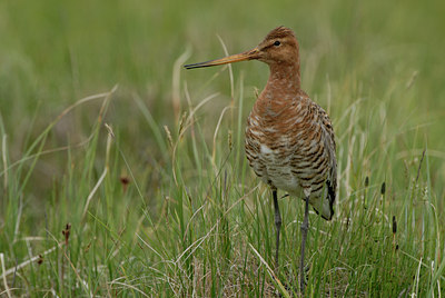 BUITEN BEELD Foto: 68343