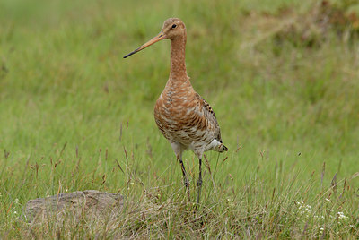 BUITEN BEELD Foto: 68348