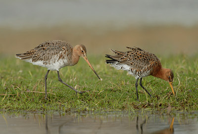 BUITEN BEELD Foto: 68369