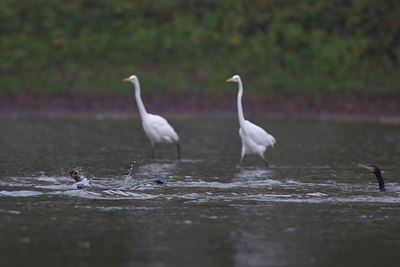 BUITEN BEELD Foto: 68389