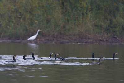 BUITEN BEELD Foto: 68392