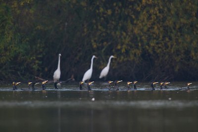 BUITEN BEELD Foto: 68401