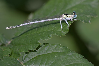 BUITEN BEELD Foto: 68472