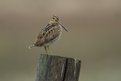 BUITEN BEELD Foto: 68475