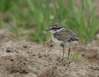 BUITEN BEELD Foto: 68477