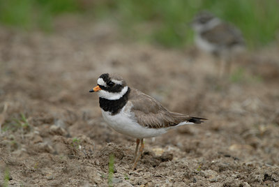 BUITEN BEELD Foto: 68478