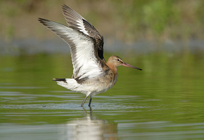 BUITEN BEELD Foto: 68485