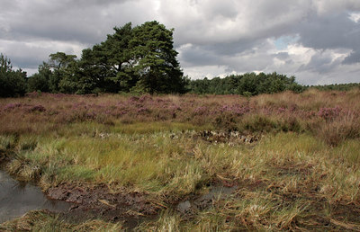 BUITEN BEELD Foto: 68565