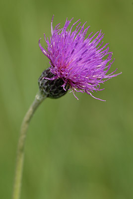 BUITEN BEELD Foto: 68573