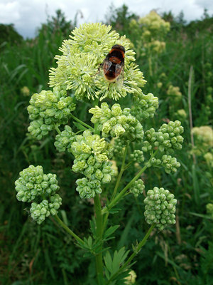 BUITEN BEELD Foto: 68574