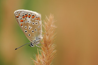 BUITEN BEELD Foto: 68575