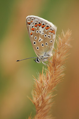 BUITEN BEELD Foto: 68576