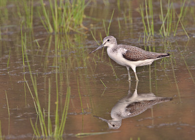 BUITEN BEELD Foto: 68588