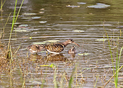 BUITEN BEELD Foto: 68593