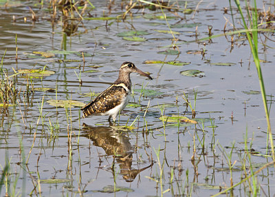 BUITEN BEELD Foto: 68595
