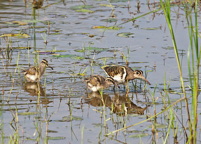 BUITEN BEELD Foto: 68597