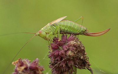 BUITEN BEELD Foto: 68636
