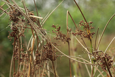 BUITEN BEELD Foto: 68638