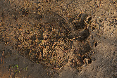 BUITEN BEELD Foto: 68710