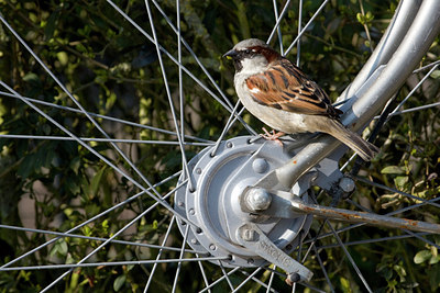 BUITEN BEELD Foto: 68729