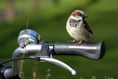 BUITEN BEELD Foto: 68731