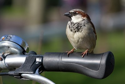 BUITEN BEELD Foto: 68733