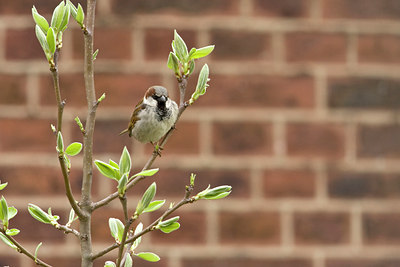BUITEN BEELD Foto: 68748