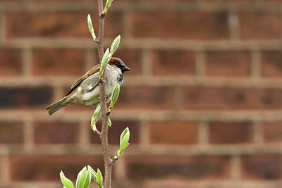 BUITEN BEELD Foto: 68749