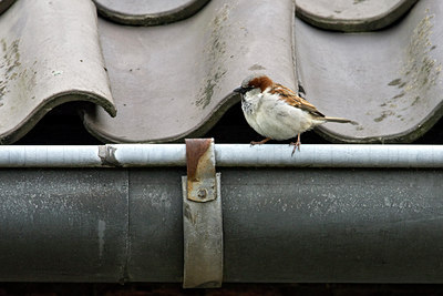 BUITEN BEELD Foto: 68750