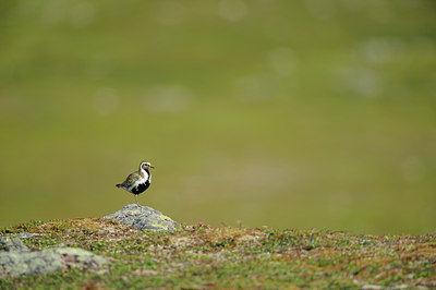BUITEN BEELD Foto: 68754