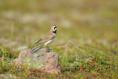BUITEN BEELD Foto: 68755