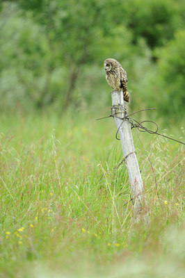 BUITEN BEELD Foto: 68762