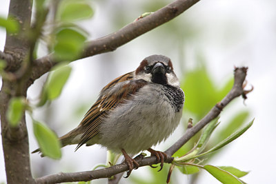 BUITEN BEELD Foto: 68764