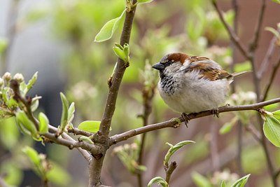 BUITEN BEELD Foto: 68768